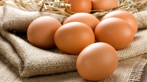 Est-ce qu’une poule peut pondre des œufs s’il n’y a pas de coq ?